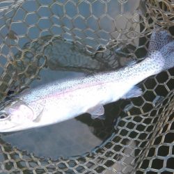 大安トラウトレイク釣果